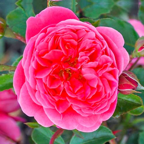 1 db, Rózsák floribunda Raspberry - Palánták: Mod de ambalare: 1 db