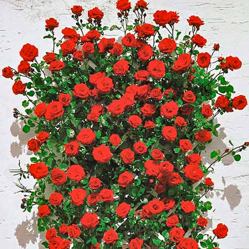 Rosa trepadeira Mushimara, C3 - Plântulas: Ilość w opakowaniu: 1 plant