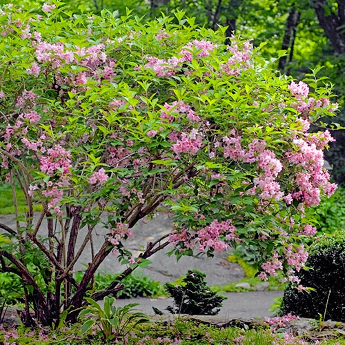 1 sadz, Weigela (Krzewuszka cudowna) Rosea - Sadzonki: Ilość w opakowaniu: 1 sadz