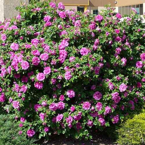 1 buc, Trandafir de dulceață (Rosa rugosa) Dart's defender - Răsaduri: Mod de ambalare: 1 buc