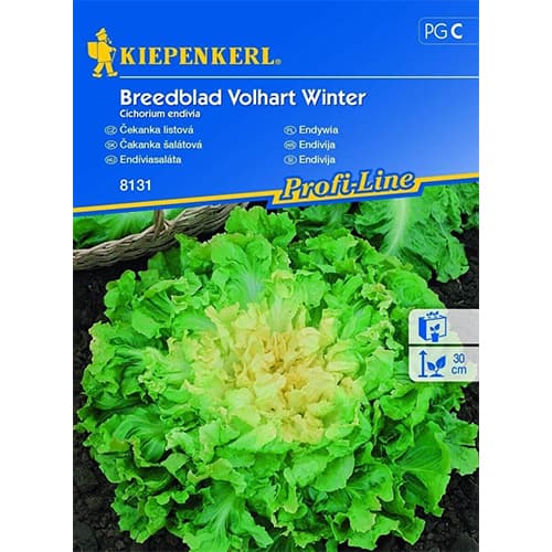 1 ob, Čekanka listová Breedblad Volhart Winter - : Monžstvo balíkov: 1 ob