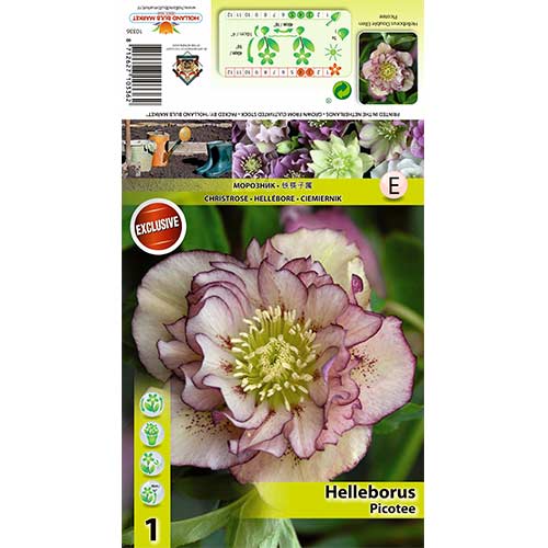 1 cib, Čemeřice Double Ellen Picotee - : Monžstvo balíkov: 1 cib