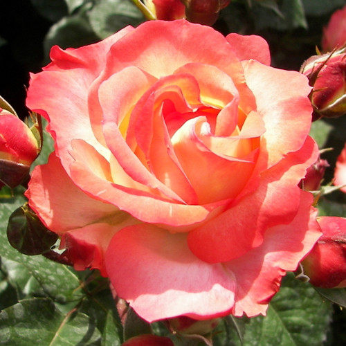 Rosas de flor grande Elena - Plántulas: Ilość w opakowaniu: 1 plantas