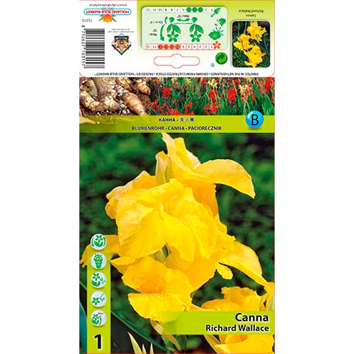 1 szt., Paciorecznik (Canna) Richard Wallace - Byliny: Ilość w opakowaniu: 1 szt.