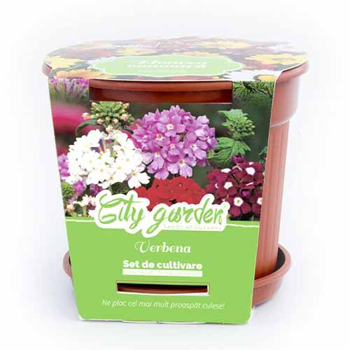 1 pac, Set de cultivare - Verbena pitică, mix multicolor - Semințe: Mod de ambalare: 1 pac