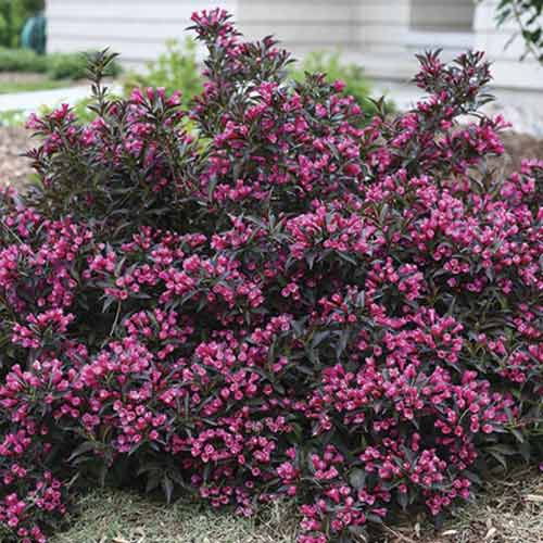 1 buc, Weigela Alexandra PBR, C3 - Puieți: Mod de ambalare: 1 buc