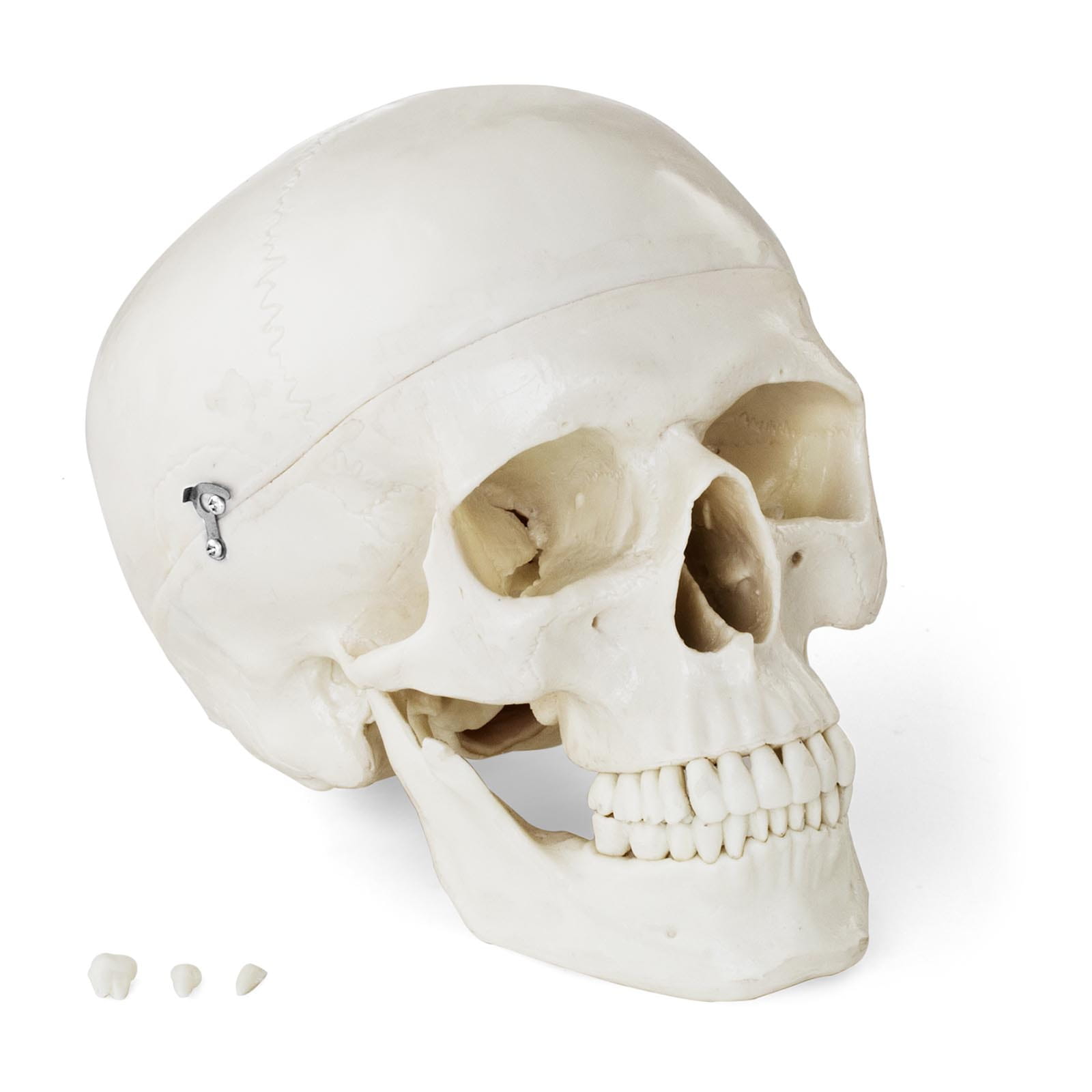 Model anatomiczny czaszka człowieka