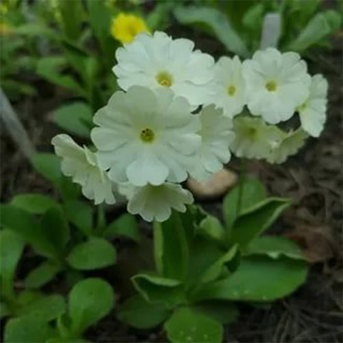 1 szt, Pierwiosnek juliana (Primula) Sneeuwwitje - Sadzonki: Ilość w opakowaniu: 1 sadz