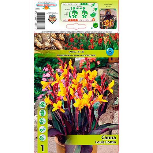 1 buc, Canna Louis Cottin - Bulbi: Mod de ambalare: 1 buc