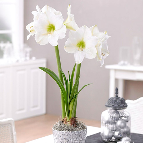 1 buc, Crin de cameră (Amaryllis) Christmas Gift - Bulbi: Mod de ambalare: 1 buc