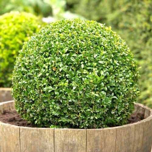 1 db, Puszpáng (Buxus), P9 - Palánták: Mod de ambalare: 1 db