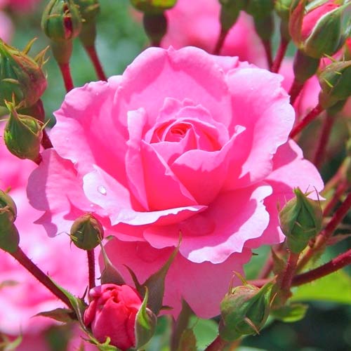 1 szt, Großblumige Rose cremeweiß - Setzlinge: Ilość w opakowaniu: 1 szt