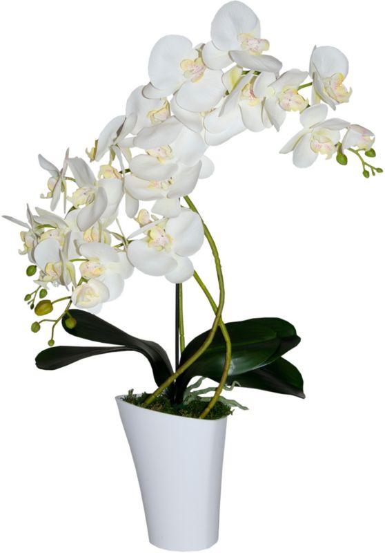 Storczyk 3 pędy Wenus Direct Home&Garden 58 cm 1 szt.
