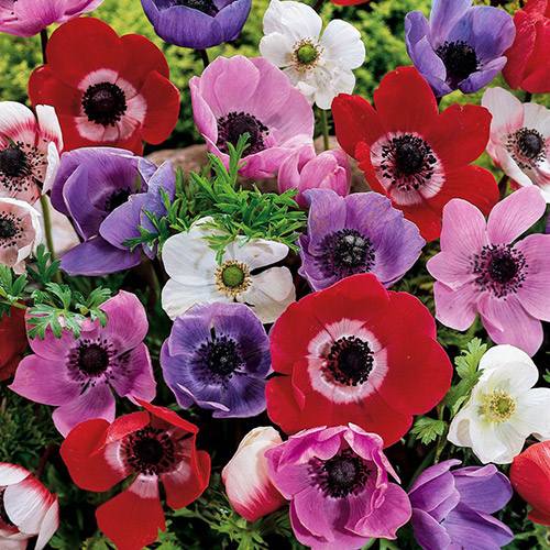 10 buc, Anemone Caen, mix - : Mod de ambalare: 10 buc