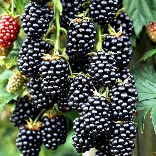 2 sadz, Jeżyna bezkolcowa Thornfree - Sadzonki: Ilość w opakowaniu: 2 sadz