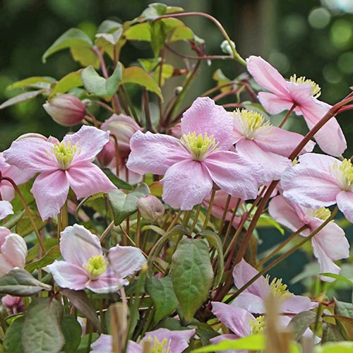 1 szt, Clematis (Powojnik górski) Grandiflora - Sadzonki: Ilość w opakowaniu: 1 sadz