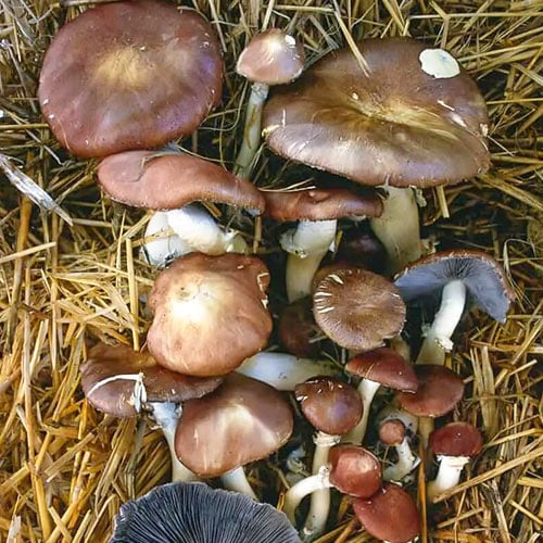 1 pac, Stropharia rugosoannulata - : Mod de ambalare: 1 pac