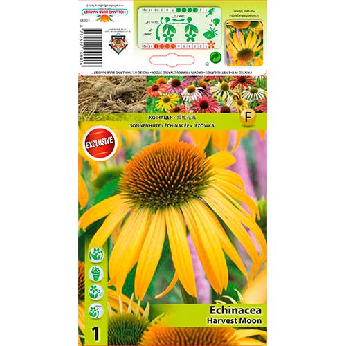 1 cib, Třapatka (Echinacea) Harvest Moon - : Monžstvo balíkov: 1 cib