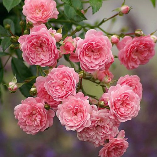 1 Pflanze(n), Rose The Fairy - Setzlinge: Ilość w opakowaniu: 1 Pflanze(n)