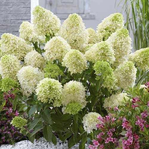 1 sadz, Hydrangea panic. Skyfall Frenne, С2 - Sadzonki: Ilość w opakowaniu: 1 sadz