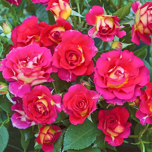 1 saz, Růže floribunda Brera - : Monžstvo balíkov: 1 saz