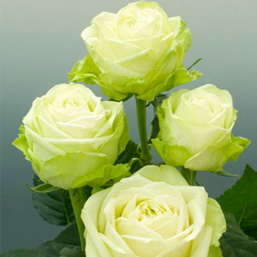 1 Pflanze(n), Großblütige Rose grün - Setzlinge: Ilość w opakowaniu: 1 Pflanze(n)