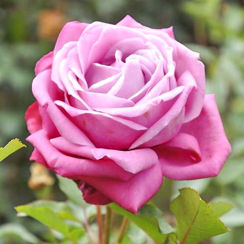 Rosa de flor grande Lila Wunder, C3 - Plântulas: Ilość w opakowaniu: 1 plant