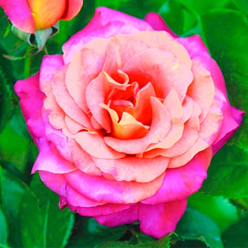 1 Pflanze(n), Großblütige Rose Belle Epoque , C5 - Setzlinge: Ilość w opakowaniu: 1 Pflanze(n)