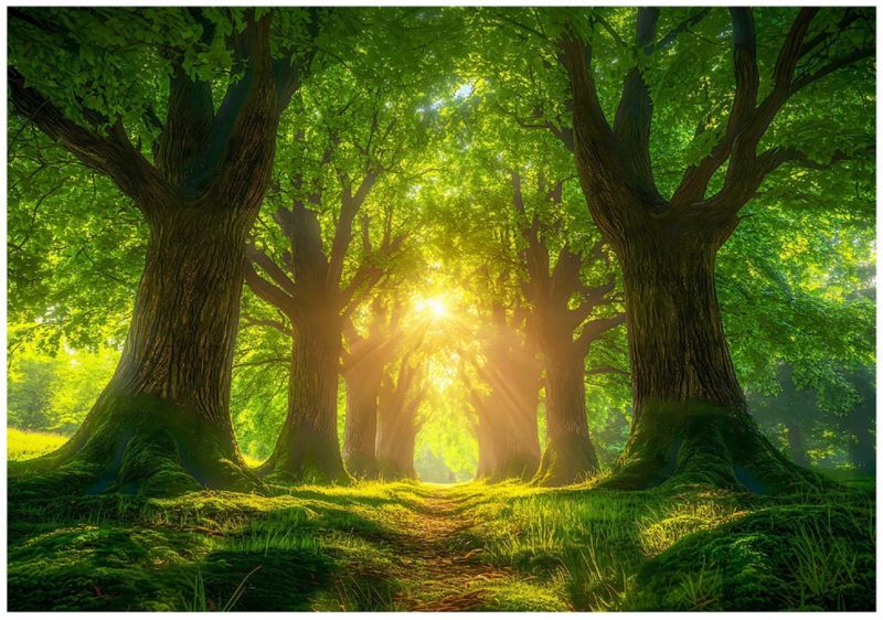 Fototapeta WALLARENA Do Sypialni Salonu Na Flizelinie Las Natura Drzewa Zielony 416x254 cm 16018VEXXXL 1 szt.