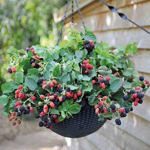 1 buc, Mur Black Cascade - Puieți: Mod de ambalare: 1 buc