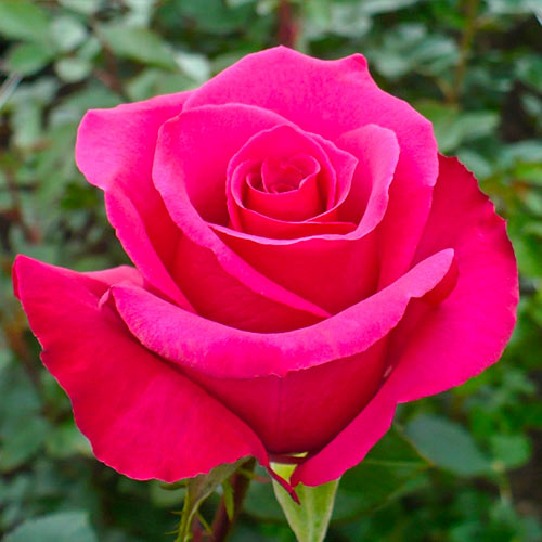 1 szt, Großblumige Rose dunkelrosa - Setzlinge: Ilość w opakowaniu: 1 szt