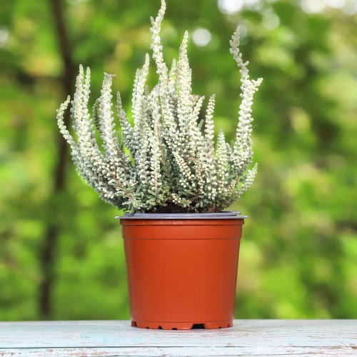 1 buc, Calluna (Iarba neagra) Betty - Răsaduri: Mod de ambalare: 1 buc