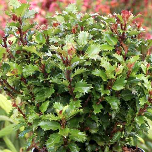 1 saz, Cesmína Little Rascal Mondo - : Monžstvo balíkov: 1 saz