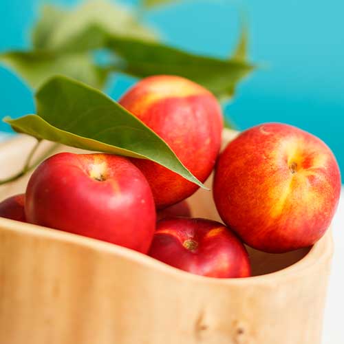 1 saz, Nekrarinka Star Coral - : Monžstvo balíkov: 1 saz