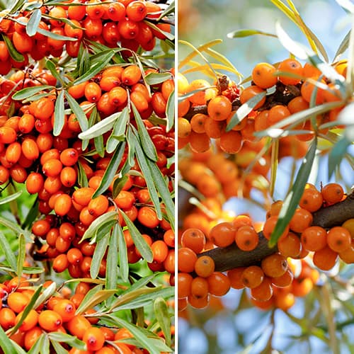 2 saz, Super nabídka! Rakytník řešetlákový - 2 sazenice - : Monžstvo balíkov: 2 saz