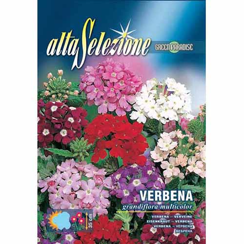 1 szt, Csalán nagy virágokkal, mix - Magok: Mod de ambalare: 1 db