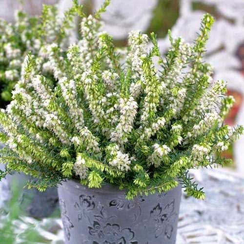 1 db, Erika White Perfection - Évelő: Mod de ambalare: 1 db