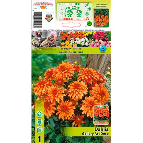 1 Stück, Dahlie Gallery Art Deco - Stauden: Ilość w opakowaniu: 1 Stück