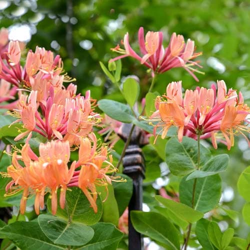 1 Pflanze(n), Feuer-Geißschlinge American Beauty, P9 - Setzlinge: Ilość w opakowaniu: 1 Pflanze(n)