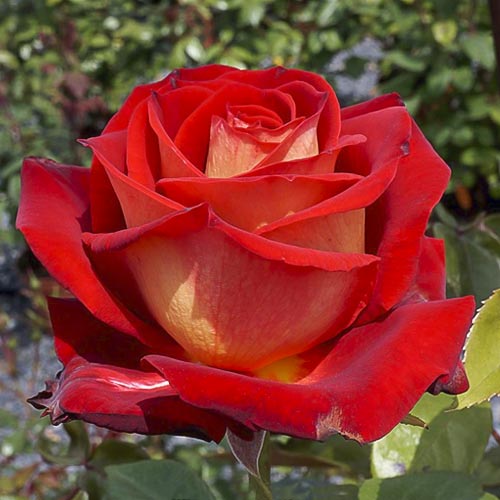 Rosa de flor grande Bicolette, C3 - Plântulas: Ilość w opakowaniu: 1 plant