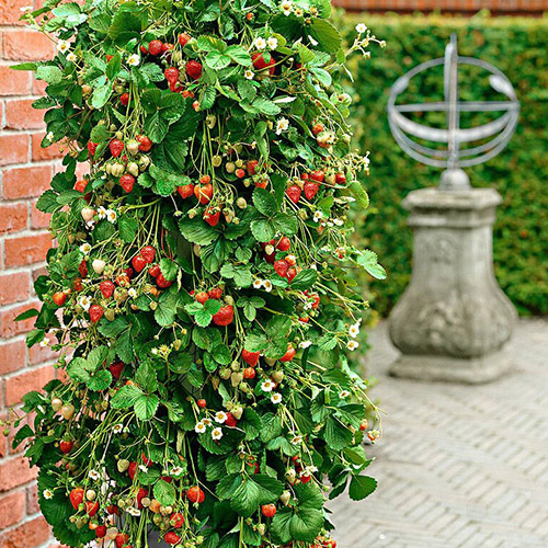 Fresa Climber - Plántulas: Ilość w opakowaniu: 5 plantas