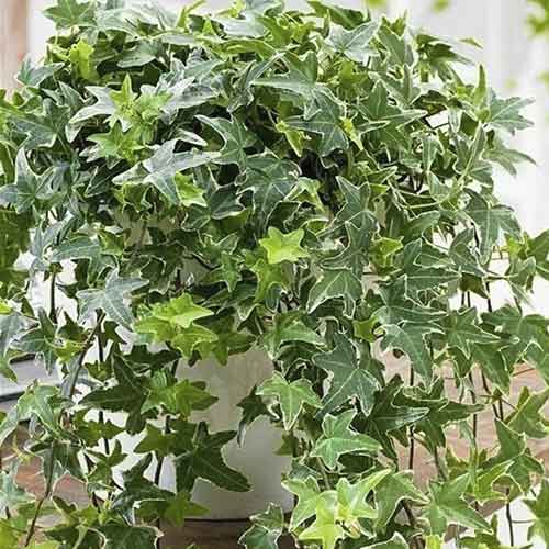 1 buc, Iederă Mona Lisa - Răsaduri: Mod de ambalare: 1 buc