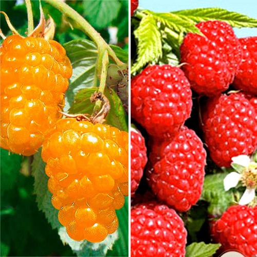 6 buc, Super-ofertă! Set de zmeuri 6 răsaduri - : Mod de ambalare: 6 buc