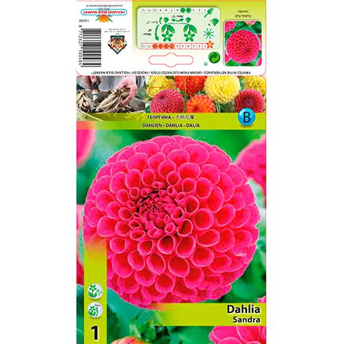 1 Stück, Dahlie Sandra - Stauden: Ilość w opakowaniu: 1 Stück