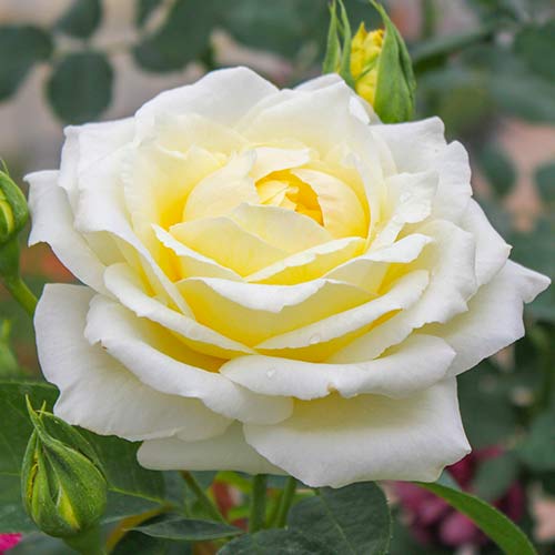 Rosa de flor grande Chopin - Plántulas: Ilość w opakowaniu: 1 plantas