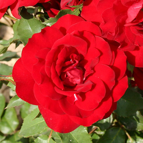 1 buc, Trandafir Floribunda Heinzelmannchein - Butași: Mod de ambalare: 1 buc