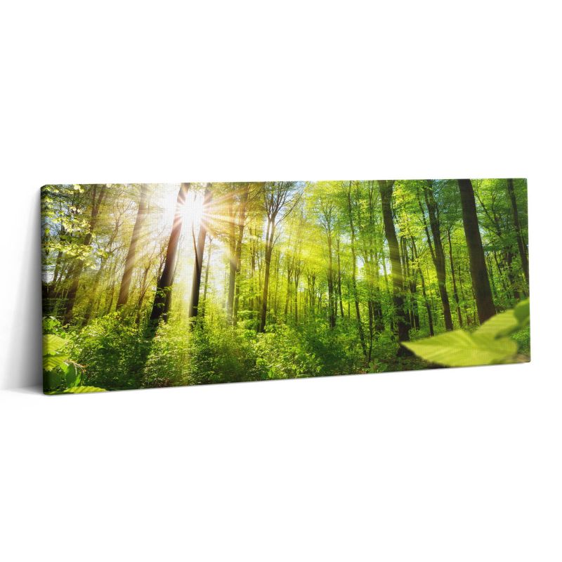 Obraz na płótnie Wallfluent 125x50 cm Promienie słoneczne w lesie 1 szt.
