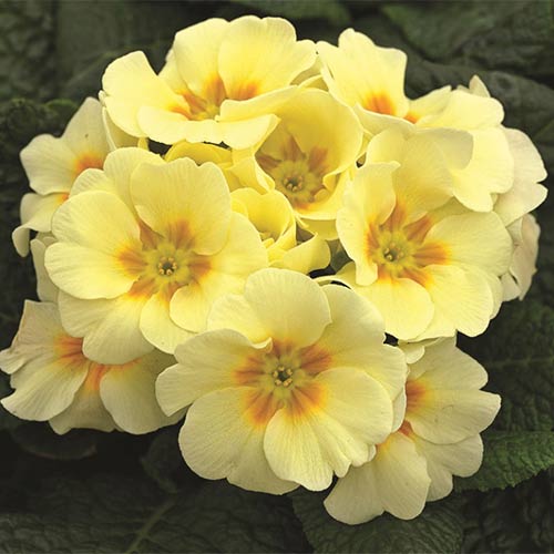 1 sadz, Pierwiosnek bezłodygowy (Primula) Yellow - Sadzonki: Ilość w opakowaniu: 1 sadz