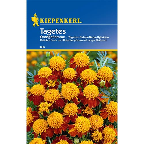 1 pac, Crăițe Orange Flame - Semințe: Mod de ambalare: 1 pac