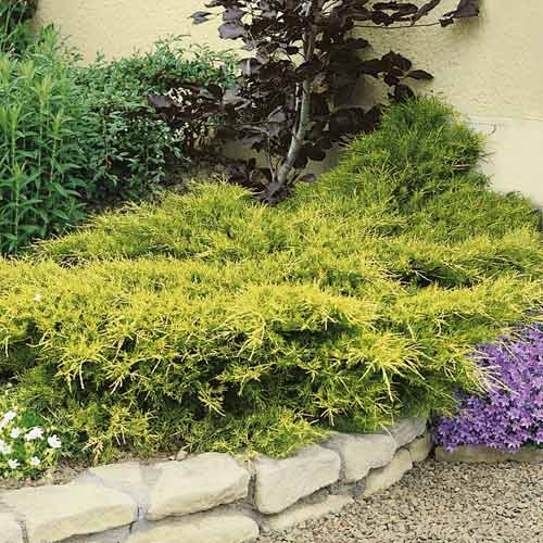 1 buc, Ienupăr târâtor japonez Kuriwao Gold, C3 - Răsaduri: Mod de ambalare: 1 buc